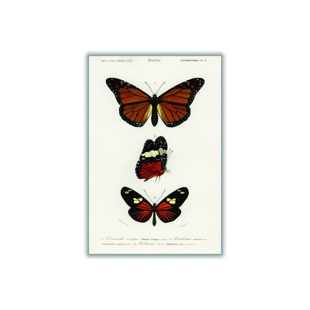 Brown Natural History Different Types Of Butterfly 5 A1 594 X 841Mm Stanley Print House – image 1