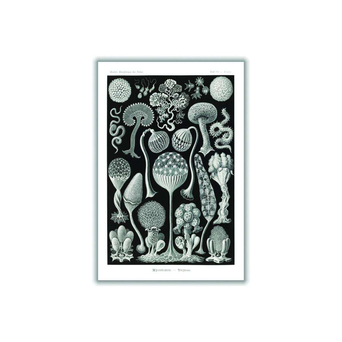 Grey Mycetozoa-Pilztiere By Ernst Haeckel A3 297 X 420Mm Stanley Print House – image 1