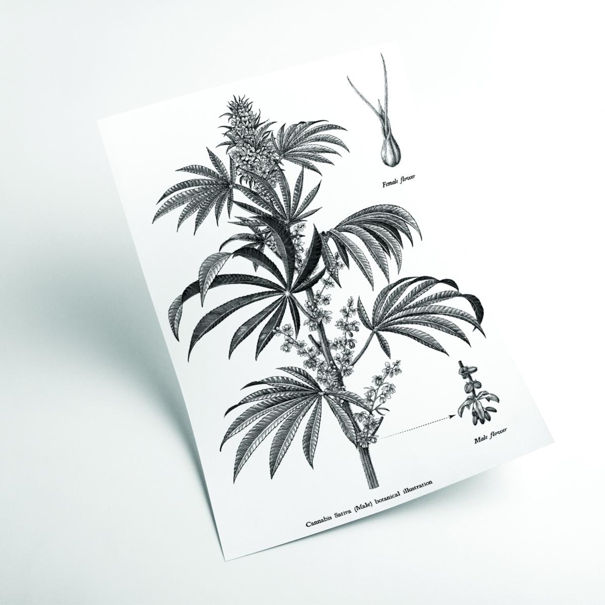 Neutrals Cannabis Sativa Botanical Illustration A2 420 X 594Mm Stanley Print House – image 2