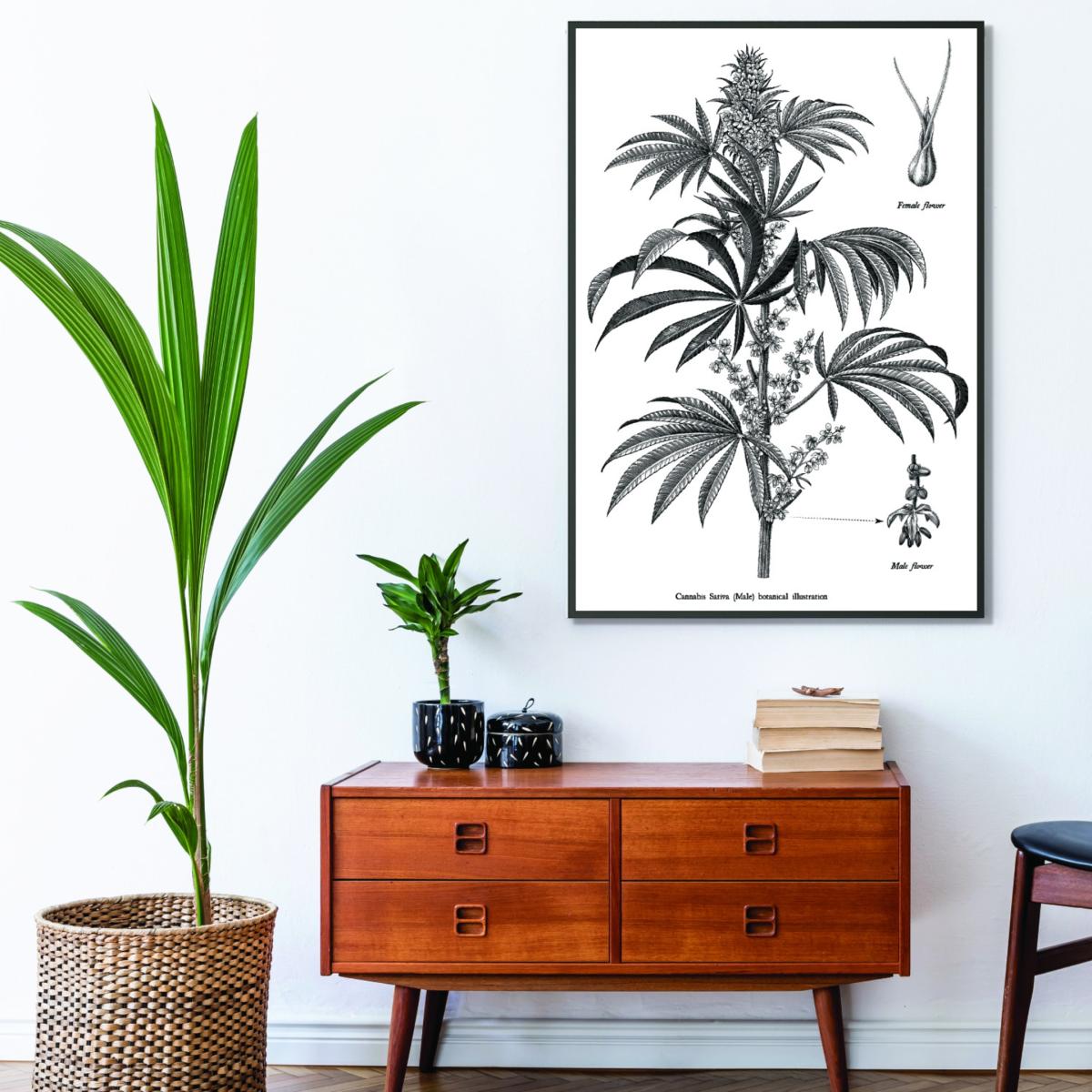 Neutrals Cannabis Sativa Botanical Illustration A2 420 X 594Mm Stanley Print House – image 3