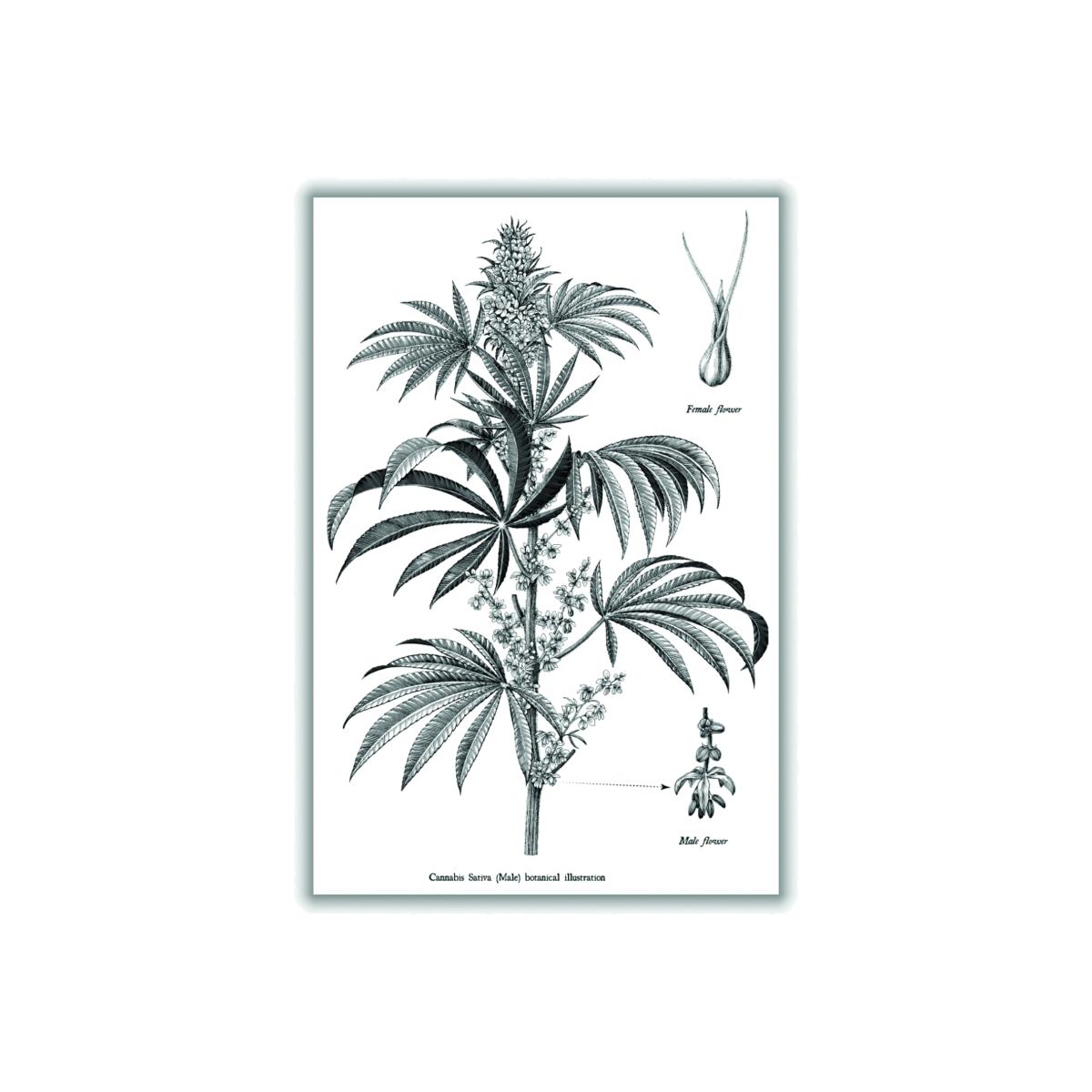 Neutrals Cannabis Sativa Botanical Illustration A2 420 X 594Mm Stanley Print House – image 1