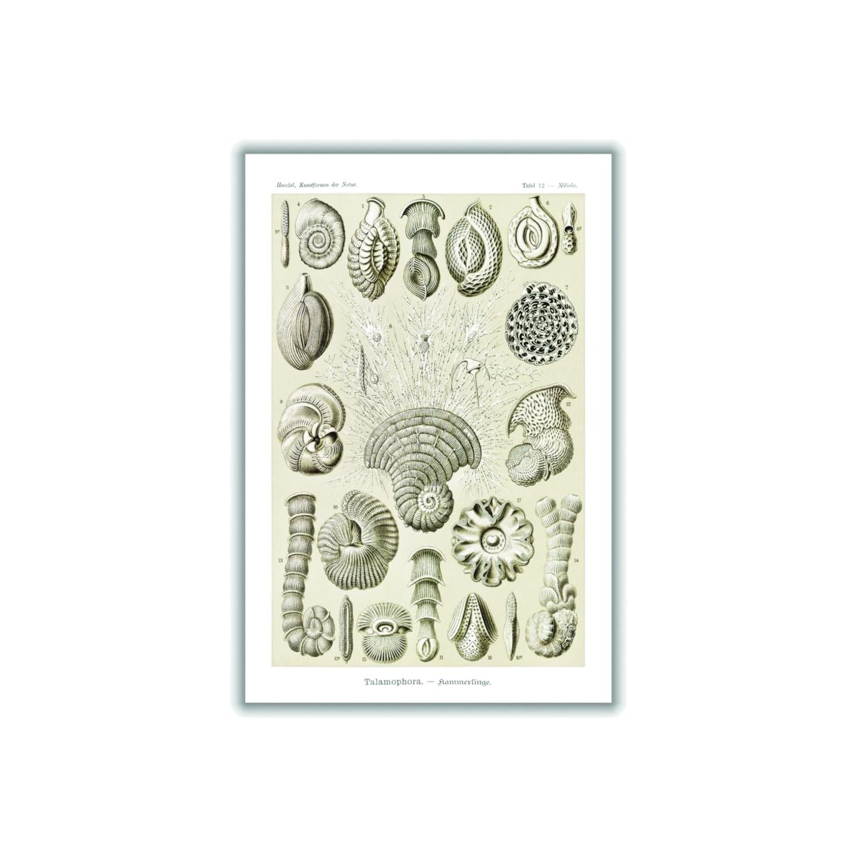 Neutrals Talamophora-Kammerlinge By Ernst Haeckel A1 594 X 841Mm Stanley Print House – image 1