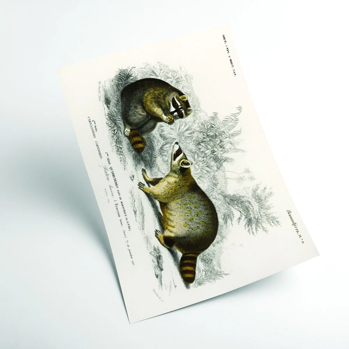 Grey Raccoon Xxs Stanley Print House – image 2