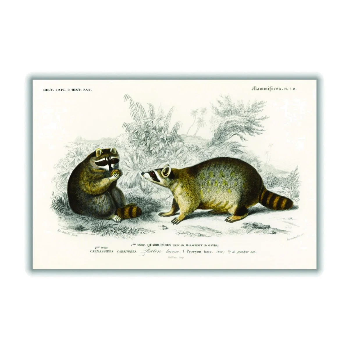 Grey Raccoon Xxs Stanley Print House – image 1