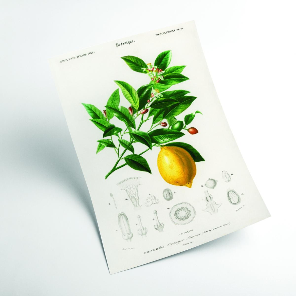 Lemon Illustration A2 420 X 594Mm Stanley Print House – image 2