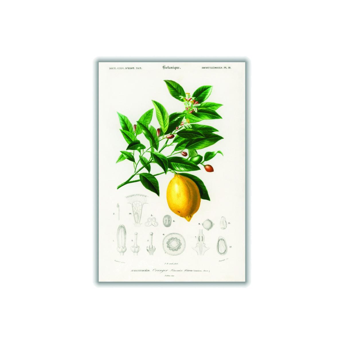 Lemon Illustration A2 420 X 594Mm Stanley Print House – image 1