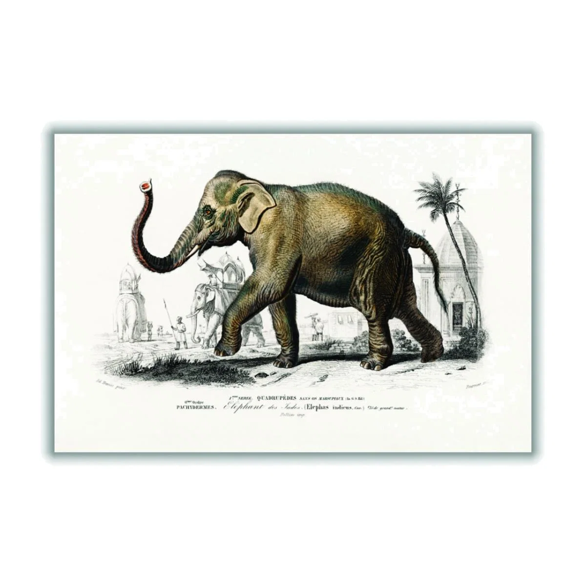Brown Asiatic Elephant Large Stanley Print House – image 1