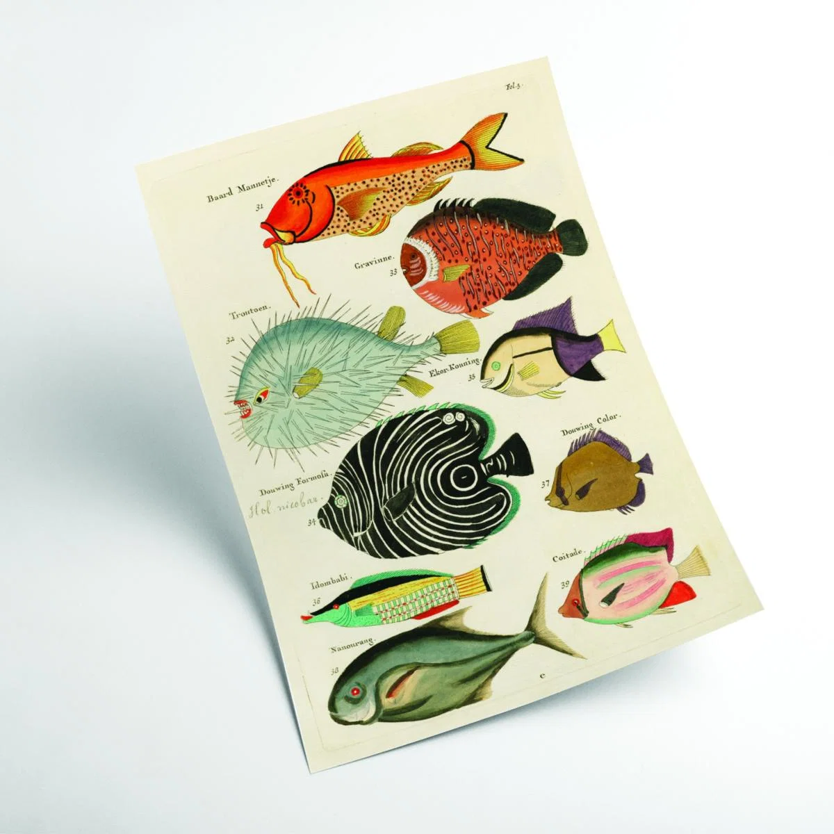 Fish Found In Indonesia Extra Large Stanley Print House – image 2