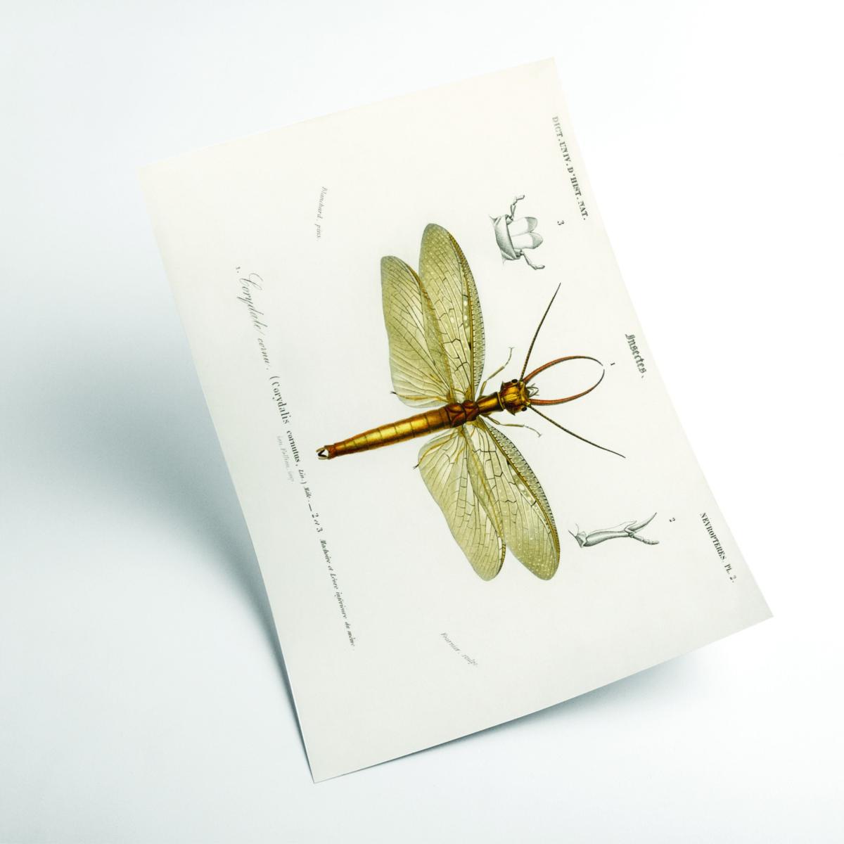 Green Eastern Dobsonfly A2 420 X 594Mm Stanley Print House – image 2