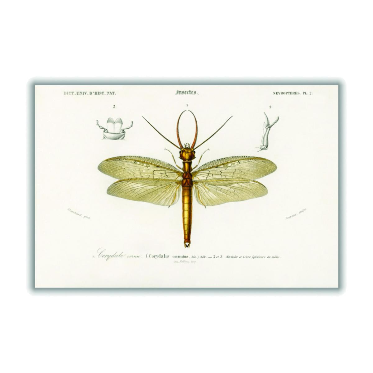 Green Eastern Dobsonfly A2 420 X 594Mm Stanley Print House – image 1