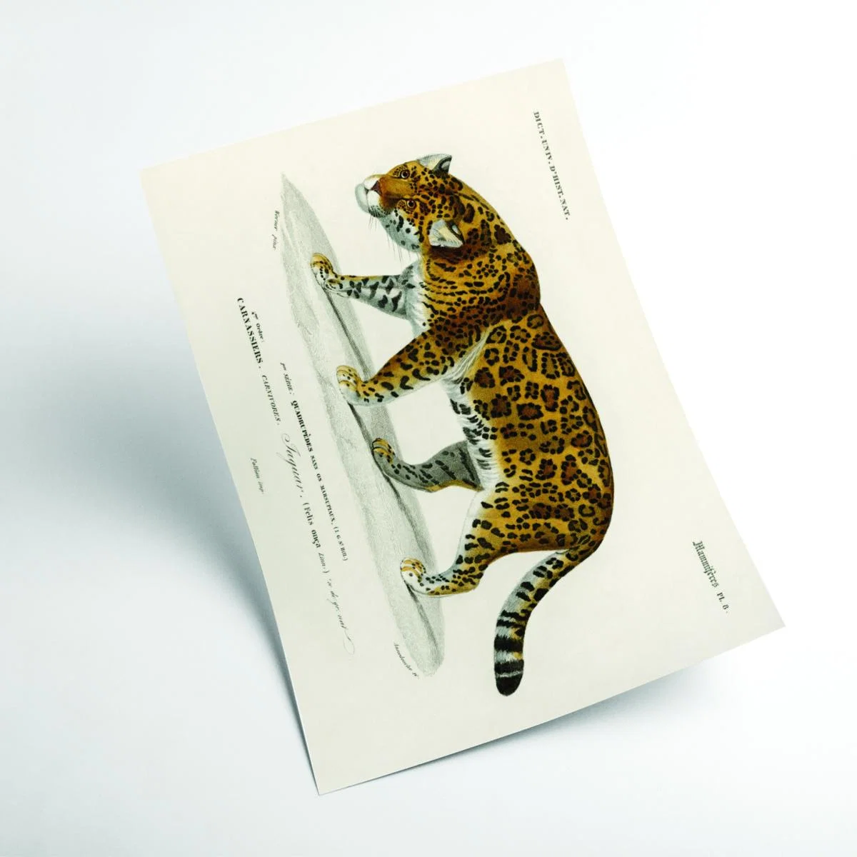 Gold Jaguar Large Stanley Print House – image 2