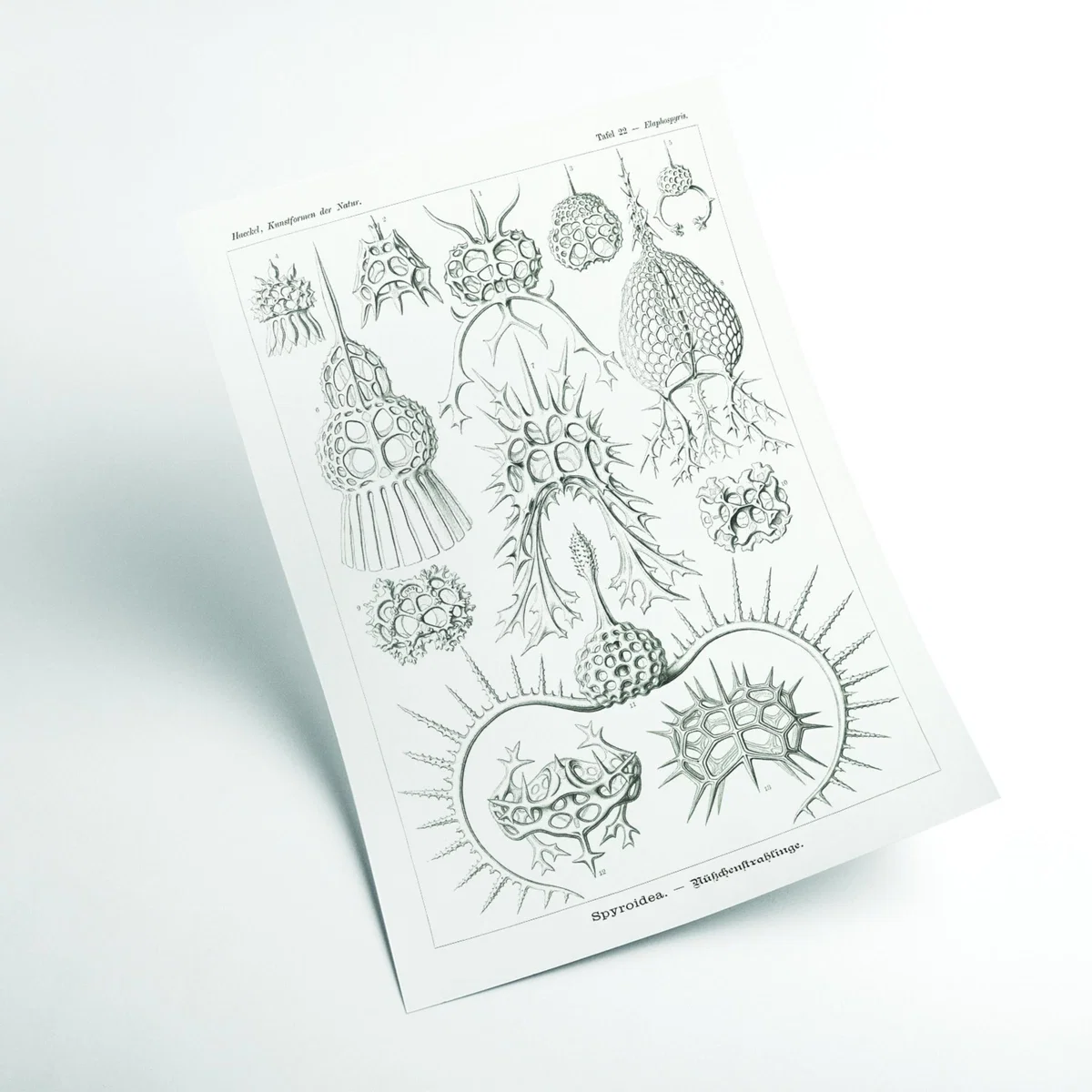 Neutrals Spyroidea-Nükchenstrahlinge By Ernst Haeckel A2 420 X 594Mm Stanley Print House – image 2