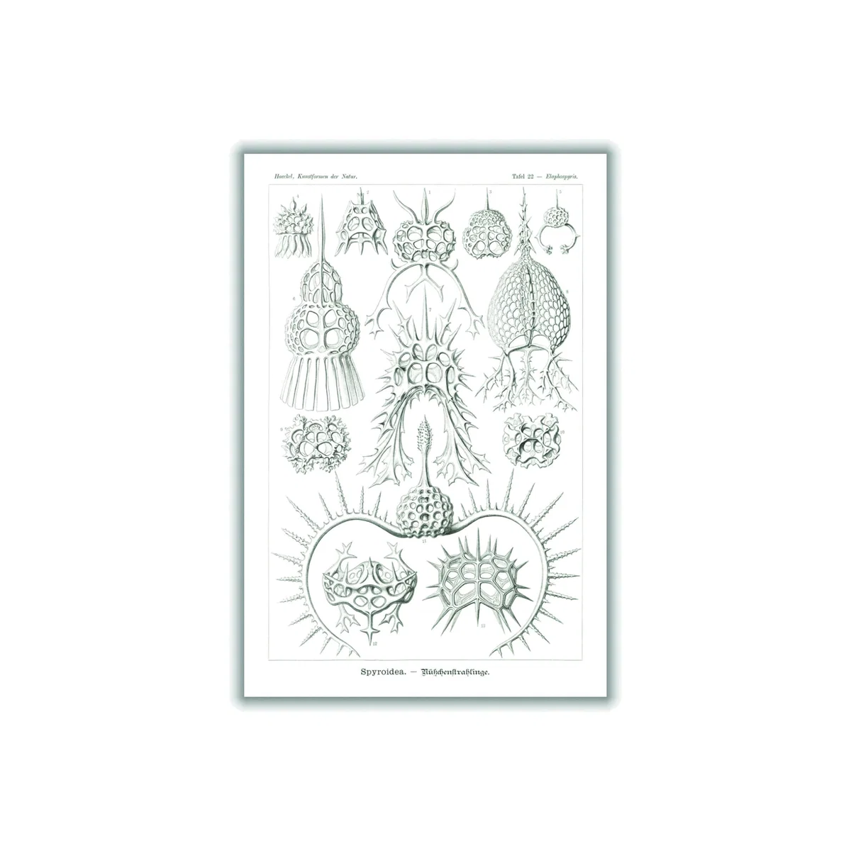 Neutrals Spyroidea-Nükchenstrahlinge By Ernst Haeckel A2 420 X 594Mm Stanley Print House – image 1