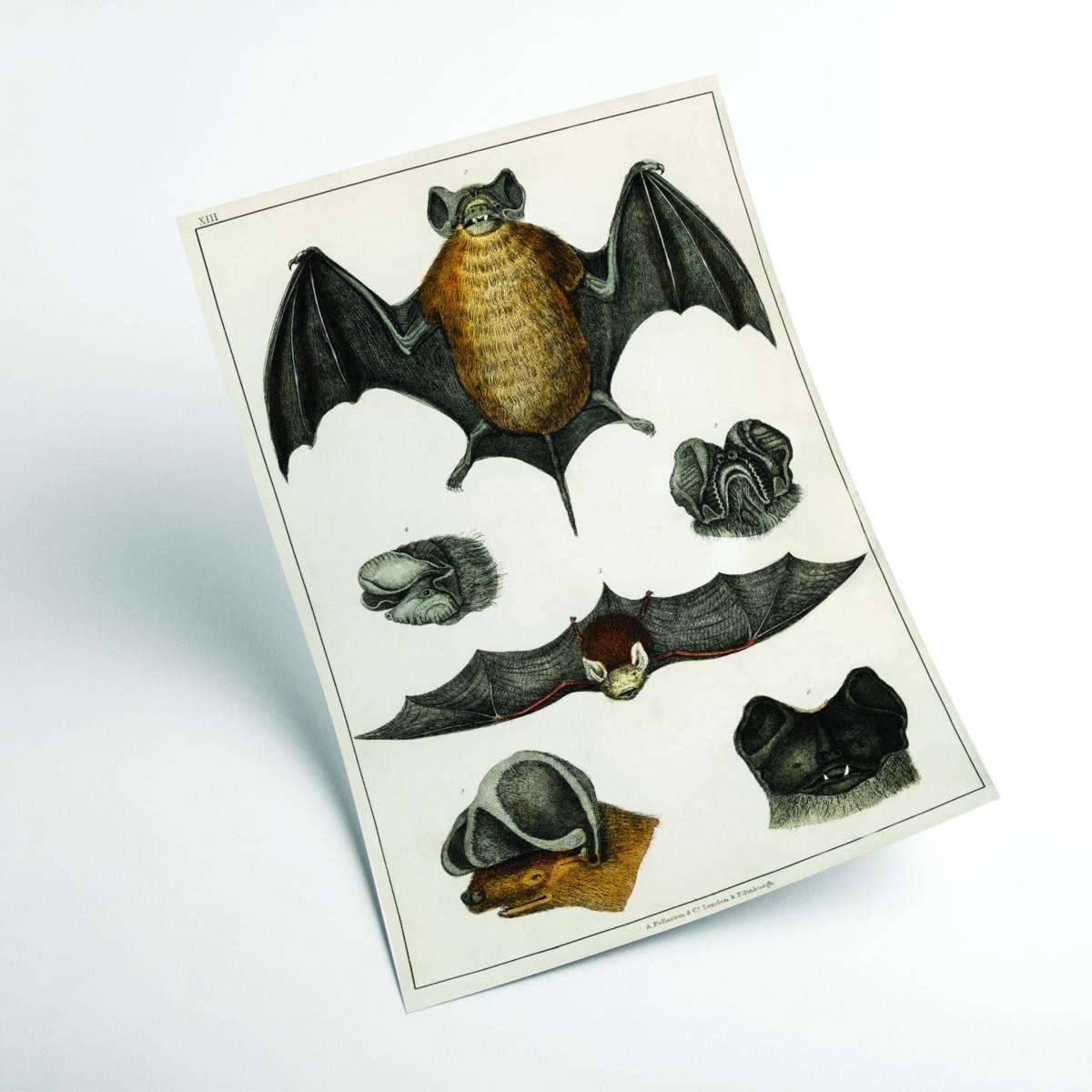 Brown Collection Of Bats Ii Xxs Stanley Print House – image 2