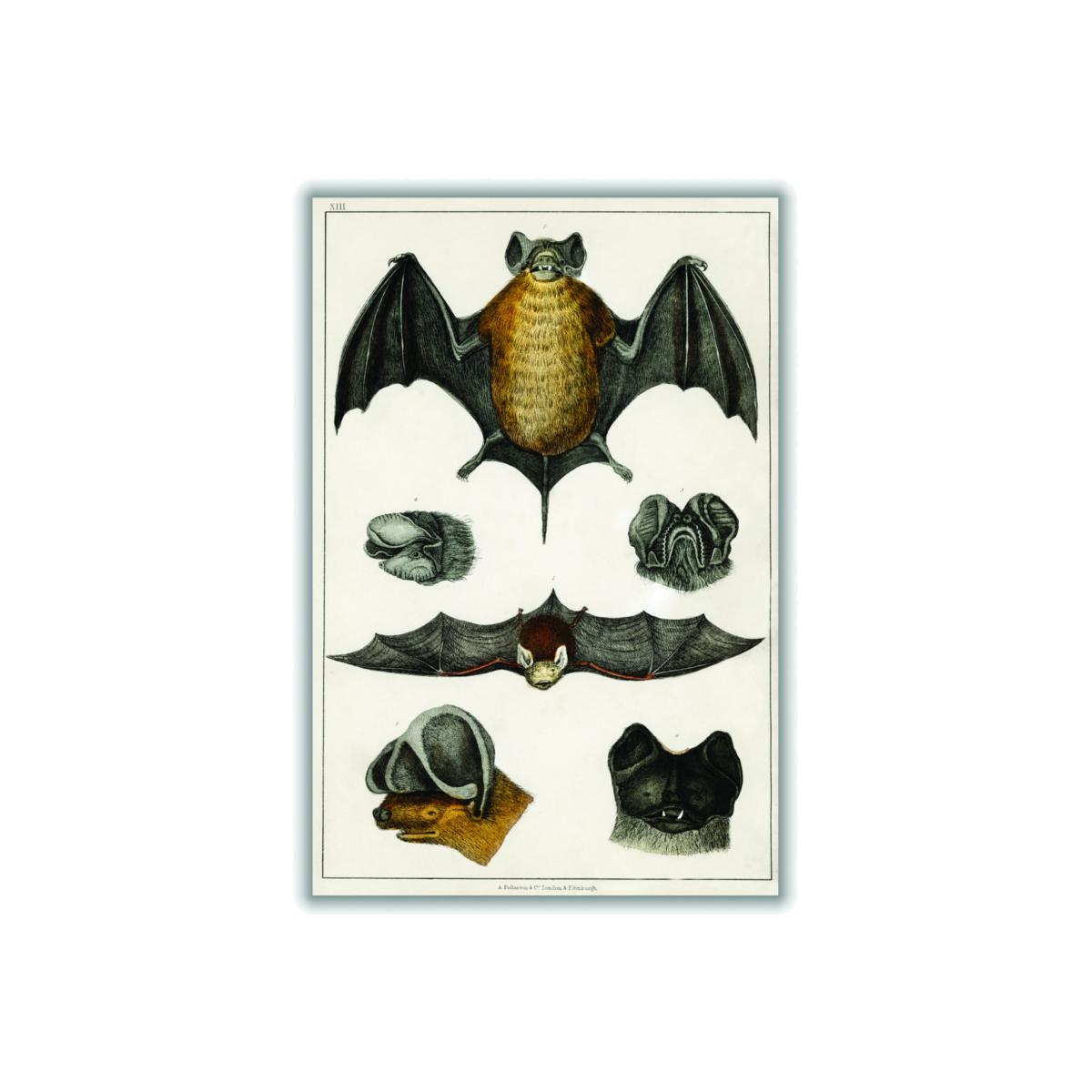 Brown Collection Of Bats Ii Xxs Stanley Print House – image 1