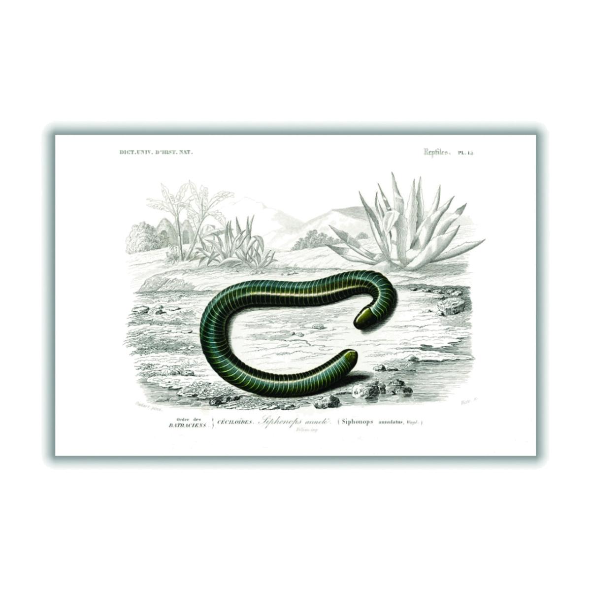 Black Ringed Caecilian A3 297 X 420Mm Stanley Print House – image 1