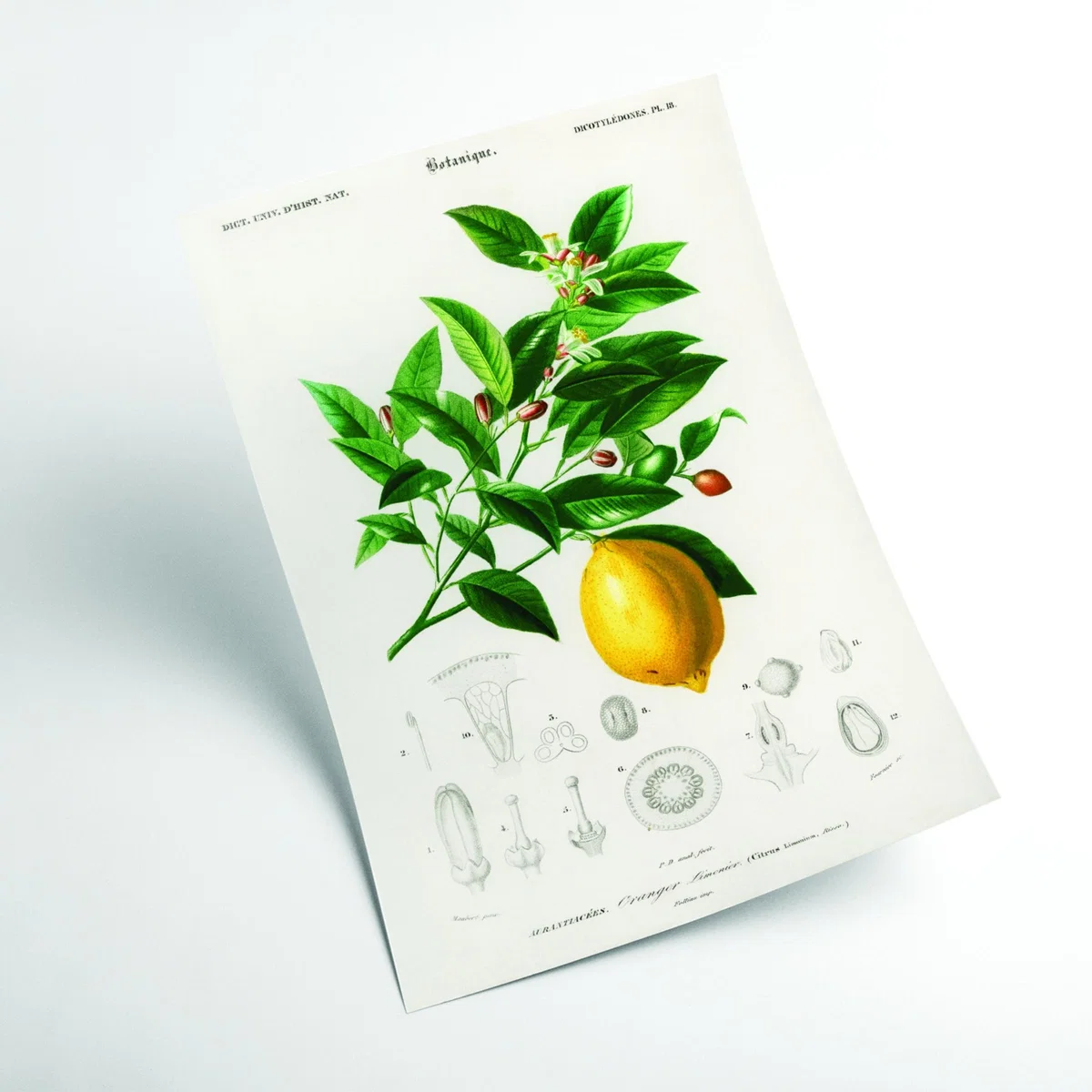 Lemon Illustration A3 297 X 420Mm Stanley Print House – image 2