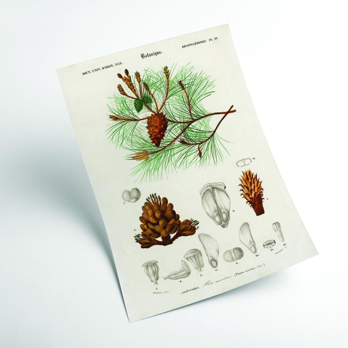 Green Martime Pine Tree And Needles A3 297 X 420Mm Stanley Print House – image 2