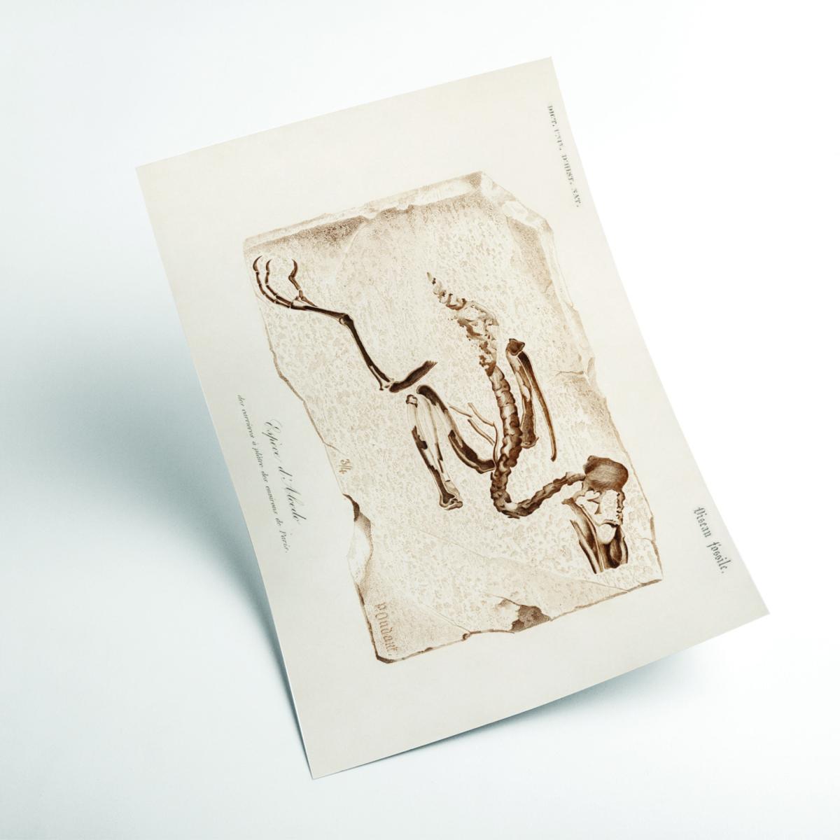 Brown Kingfisher A2 420 X 594Mm Stanley Print House – image 2