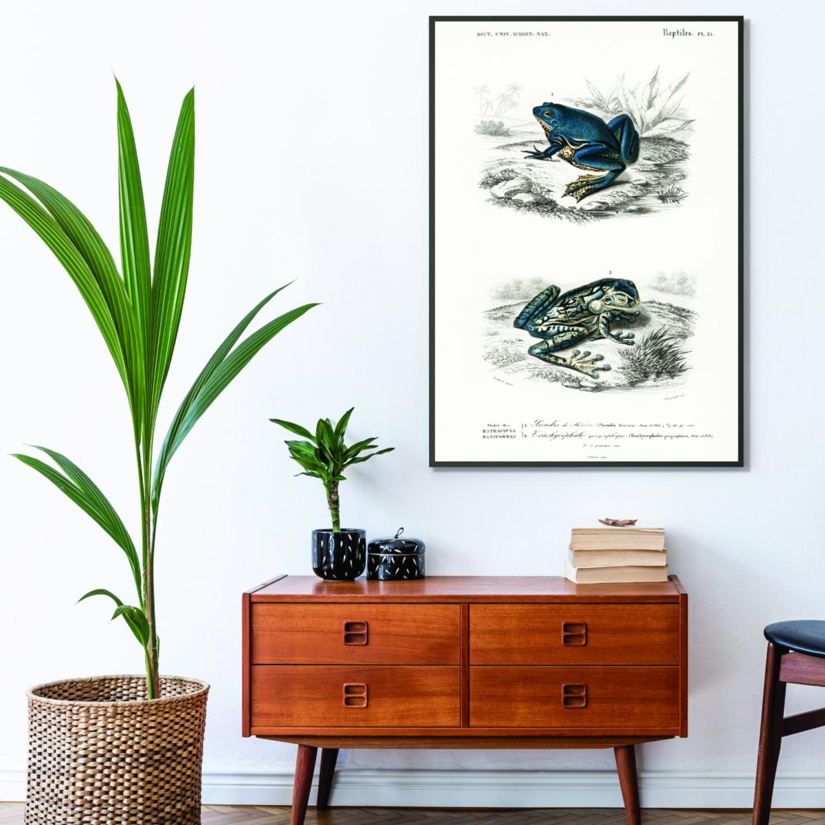 Blue Shrinking Frog & Black-Spotted Casque-Headed Tree A2 420 X 594Mm Stanley Print House – image 3
