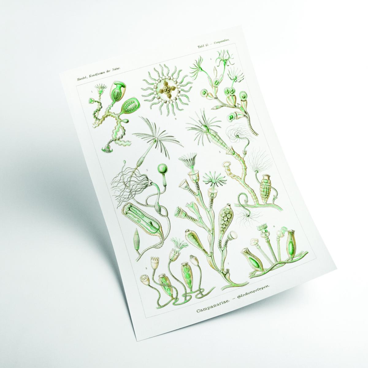 Green Campanariae-Glockenpolnpen By Ernst Haeckel A4 210 X 297Mm Stanley Print House – image 2