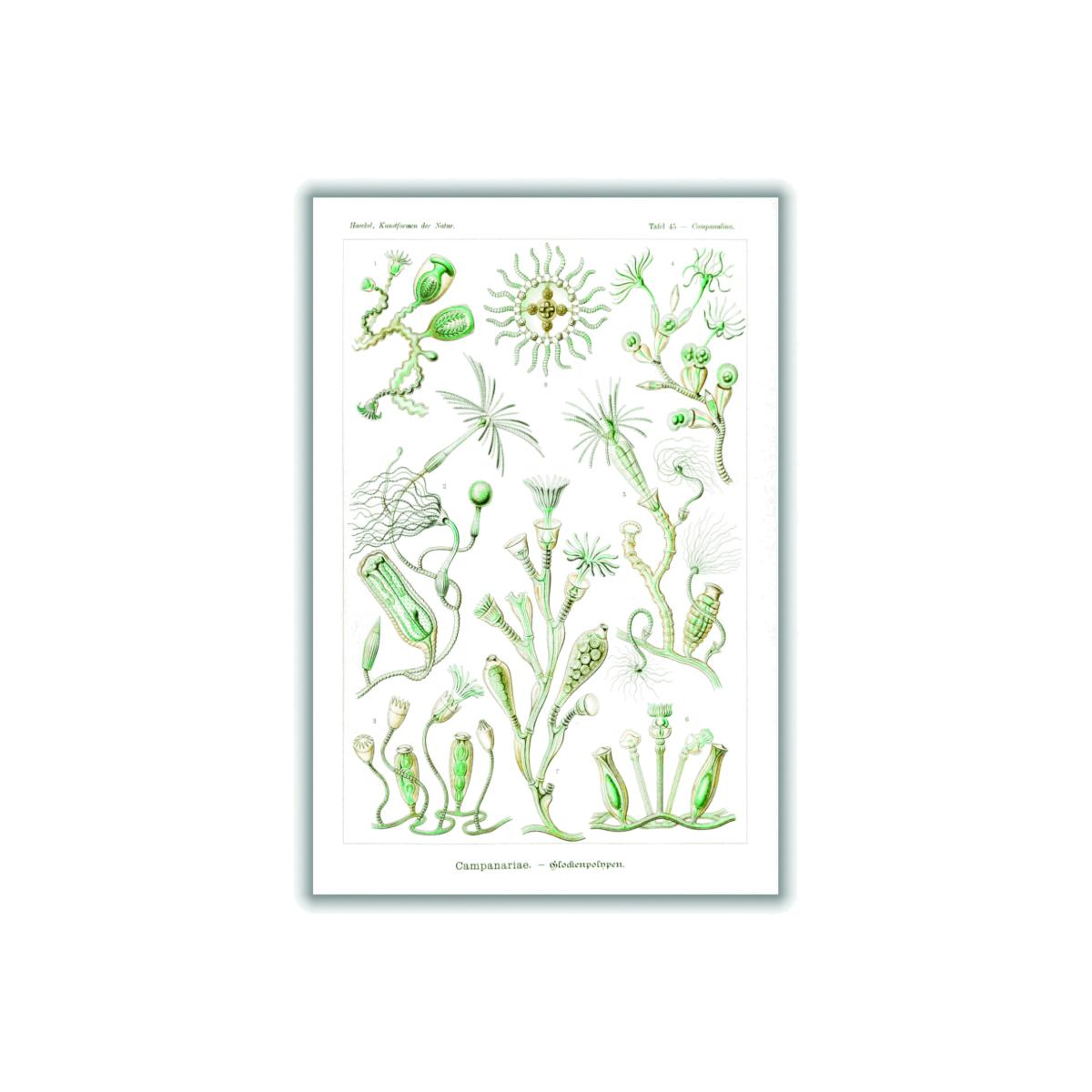 Green Campanariae-Glockenpolnpen By Ernst Haeckel A4 210 X 297Mm Stanley Print House – image 1