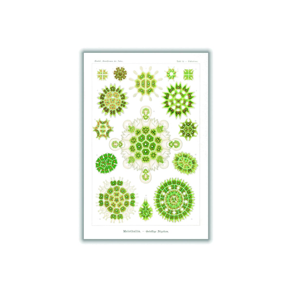 Green Melethallia-Gesellige Algetten By Ernst Haeckel A3 297 X 420Mm Stanley Print House – image 1