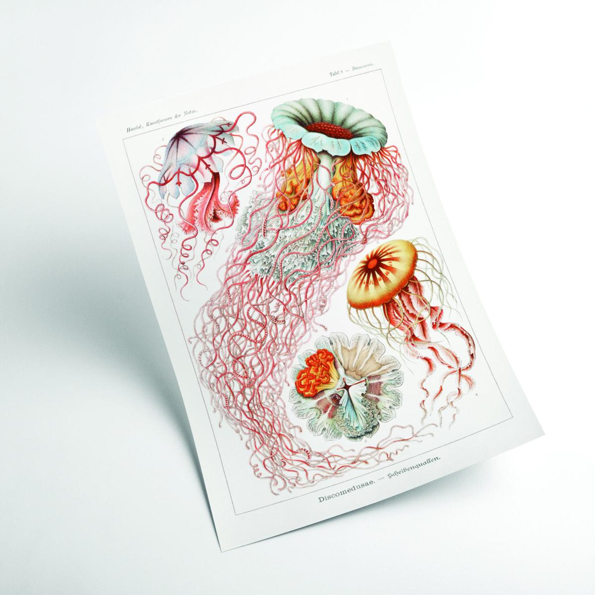 Yellow / Orange Discomedusae-Scheibenquallen Ii By Ernst Haeckel A2 420 X 594Mm Stanley Print House – image 2