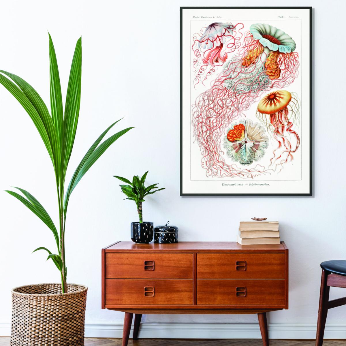 Yellow / Orange Discomedusae-Scheibenquallen Ii By Ernst Haeckel A2 420 X 594Mm Stanley Print House – image 3