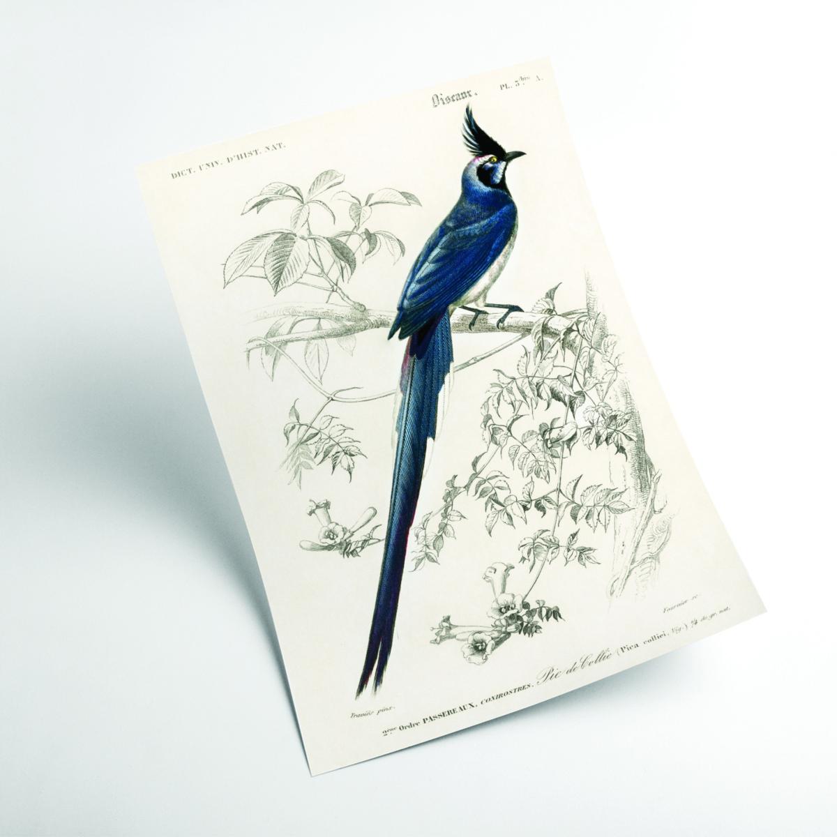 Blue Black-Throated Magpie-Jay Large Stanley Print House – image 2