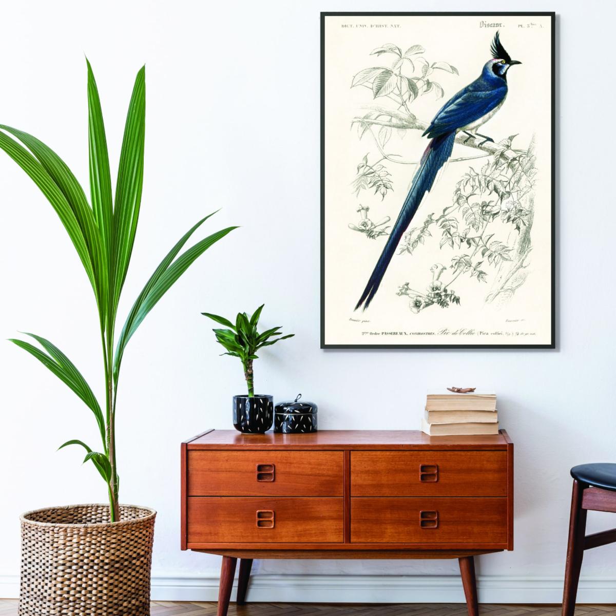 Blue Black-Throated Magpie-Jay Large Stanley Print House – image 3