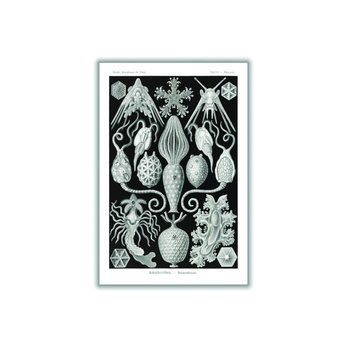 Grey Amphoridea-Urnensterne By Ernst Haeckel A1 594 X 841Mm Stanley Print House – image 1