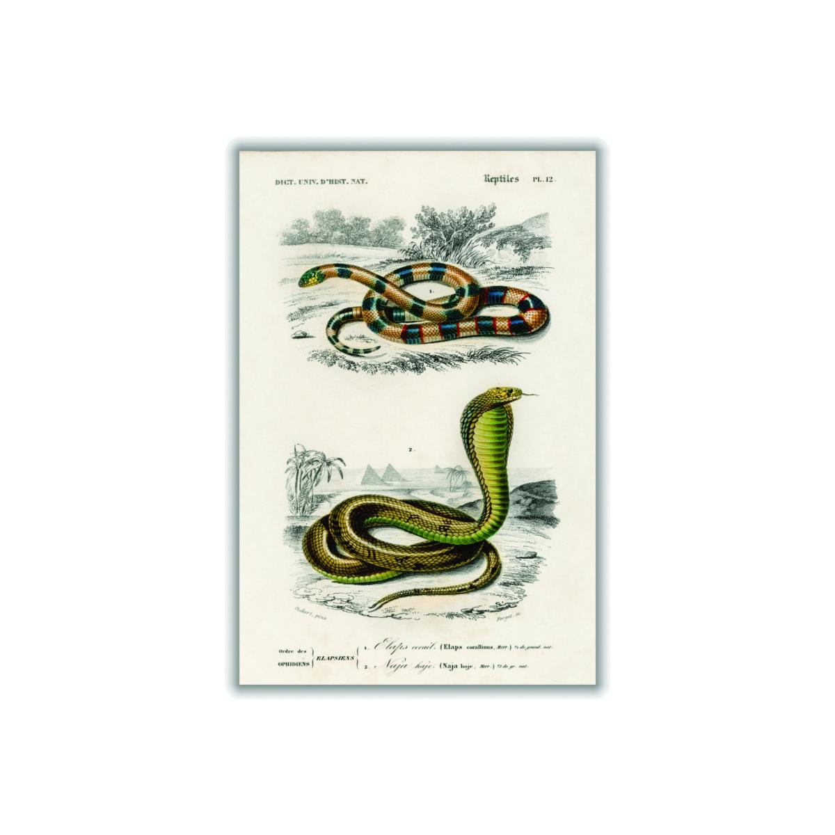 Green Coral Snake And Egyptian Cobra A4 210 X 297Mm Stanley Print House – image 1
