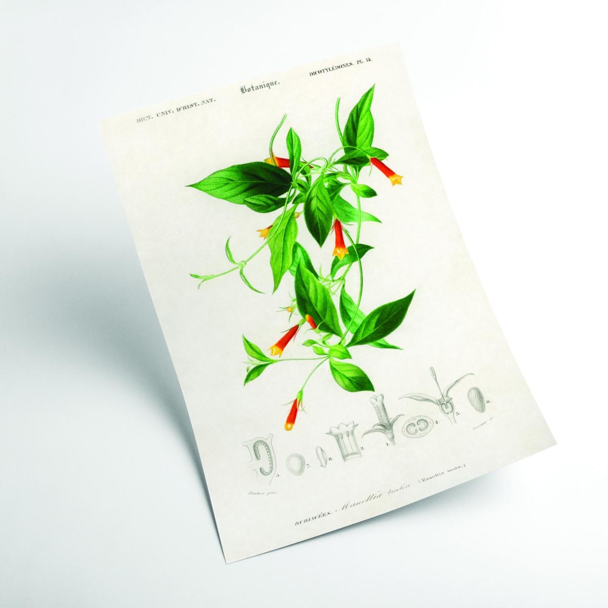 Candy Corn Vine Print - Green A2 420 X 594Mm Stanley Print House – image 2