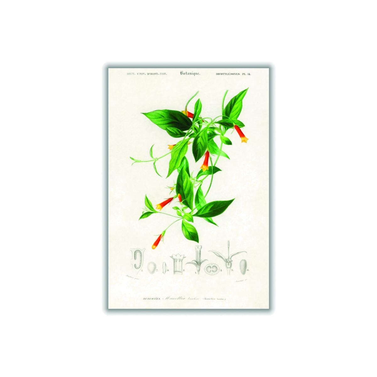 Candy Corn Vine Print - Green A2 420 X 594Mm Stanley Print House – image 1