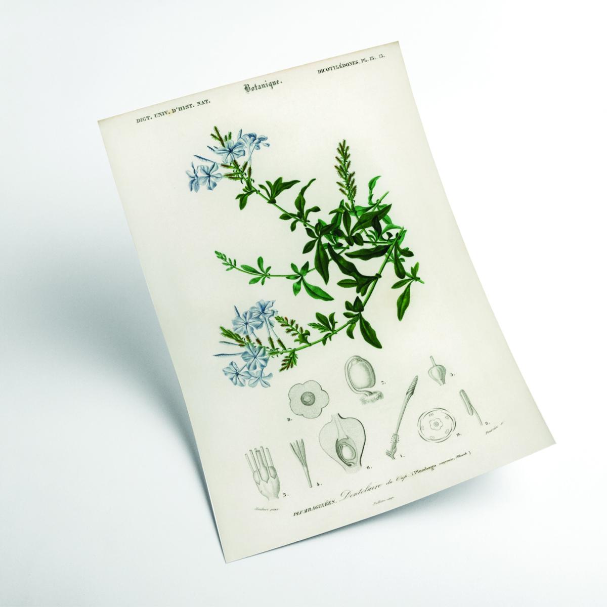 Green Plumbago Capensis Xxs Stanley Print House – image 2