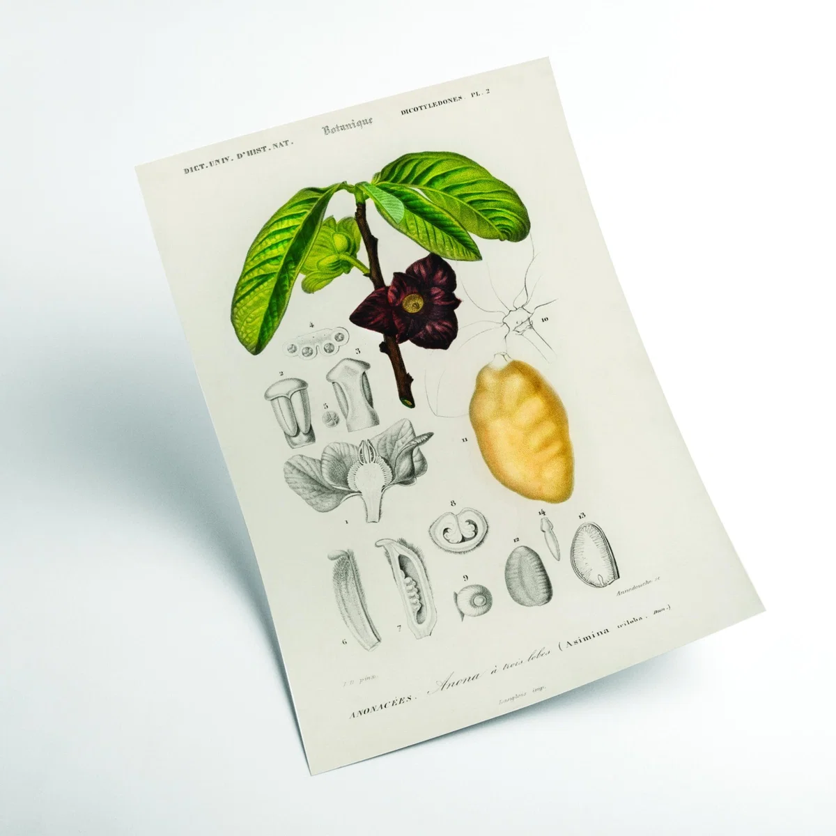 Green Asimina Triloba A3 297 X 420Mm Stanley Print House – image 2