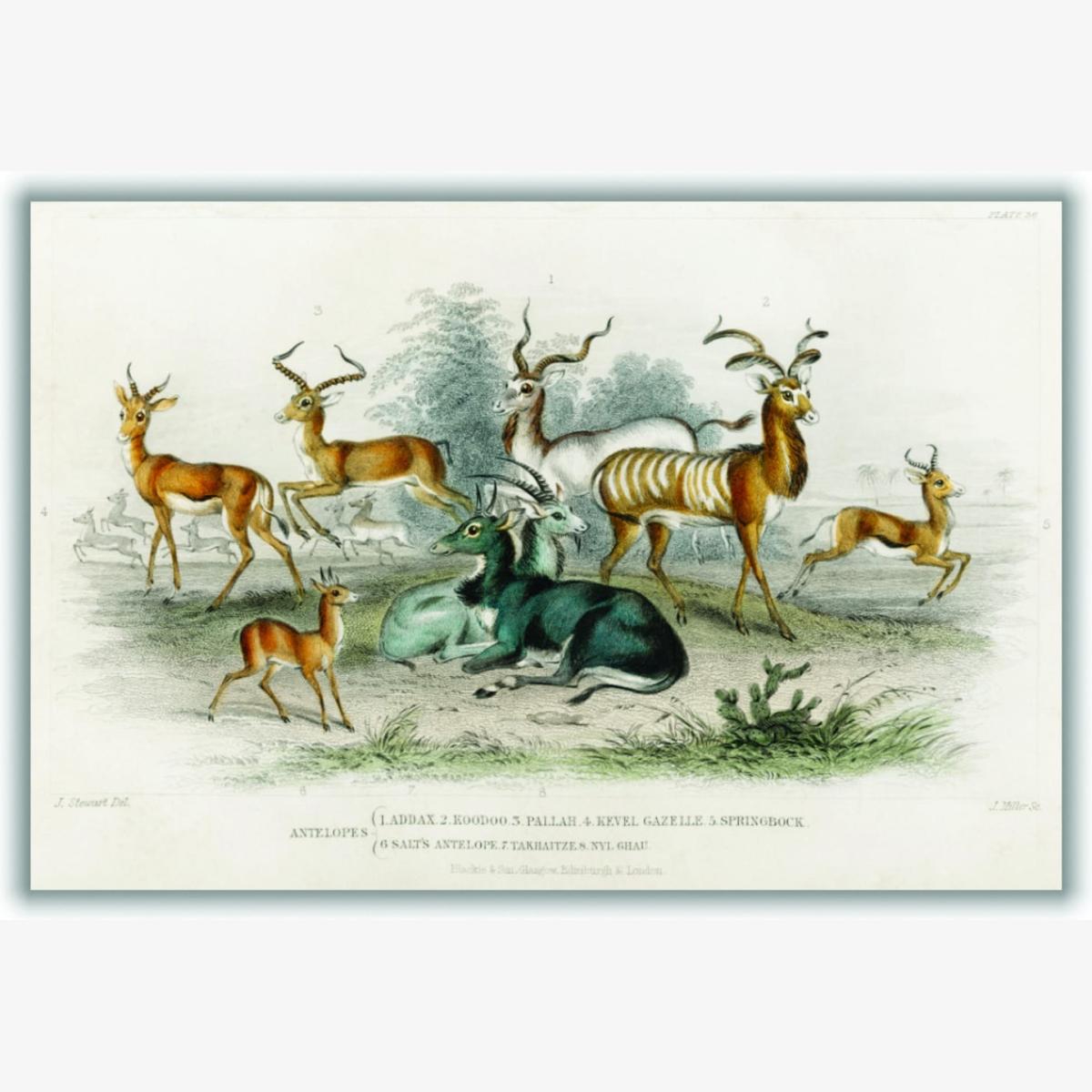 Antelopes By Oliver Goldsmith Multicolour A4 210 X 297Mm Stanley Print House – image 1