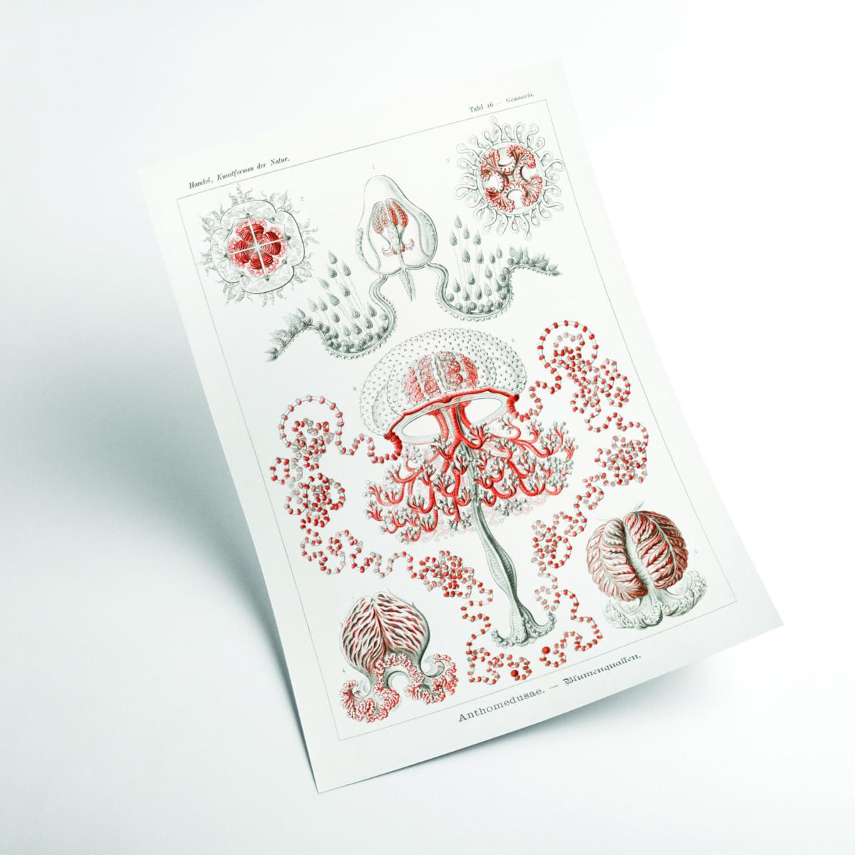 Rose Gold Anthomedusae-Blumenquallen By Ernst Haeckel A2 420 X 594Mm Stanley Print House – image 2