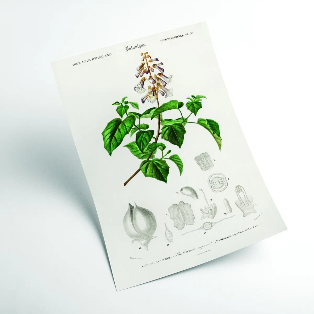 Green Empress Tree Print A2 420 X 594Mm Stanley Print House – image 2