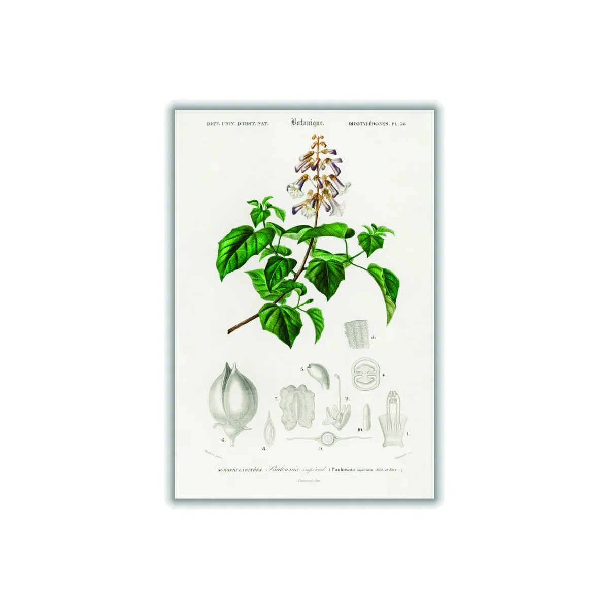 Green Empress Tree Print A2 420 X 594Mm Stanley Print House – image 1