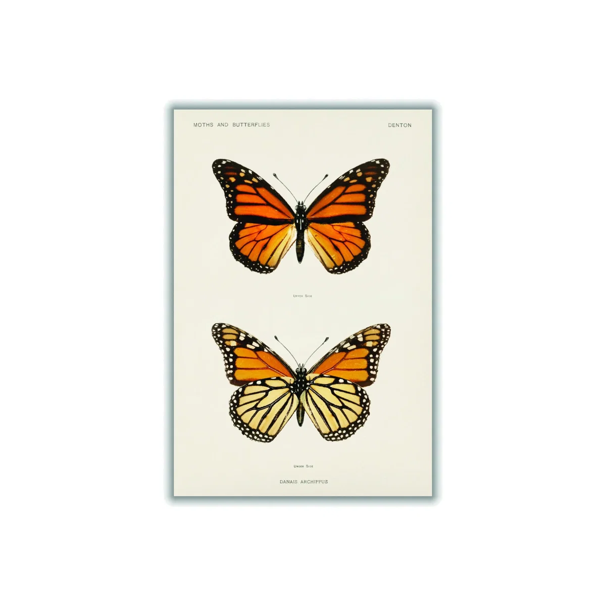 Monarch Butterfly Vintage A4 210 X 297Mm Stanley Print House – image 1