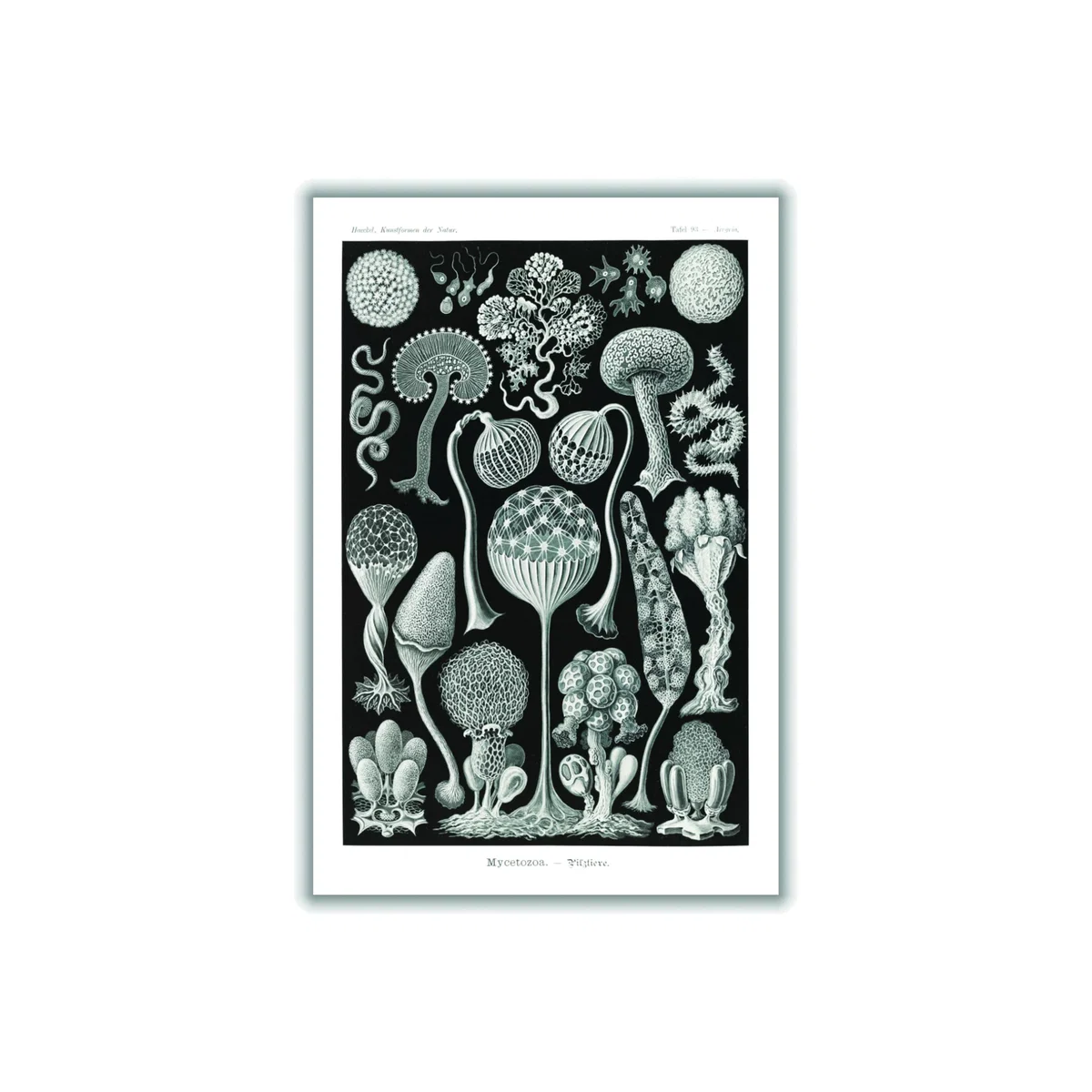 Grey Mycetozoa-Pilztiere By Ernst Haeckel A1 594 X 841Mm Stanley Print House – image 1