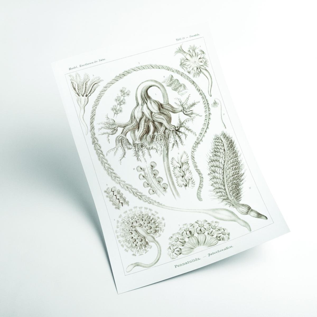 Neutrals Pennatulida-Federkorallen By Ernst Haeckel A3 297 X 420Mm Stanley Print House – image 2