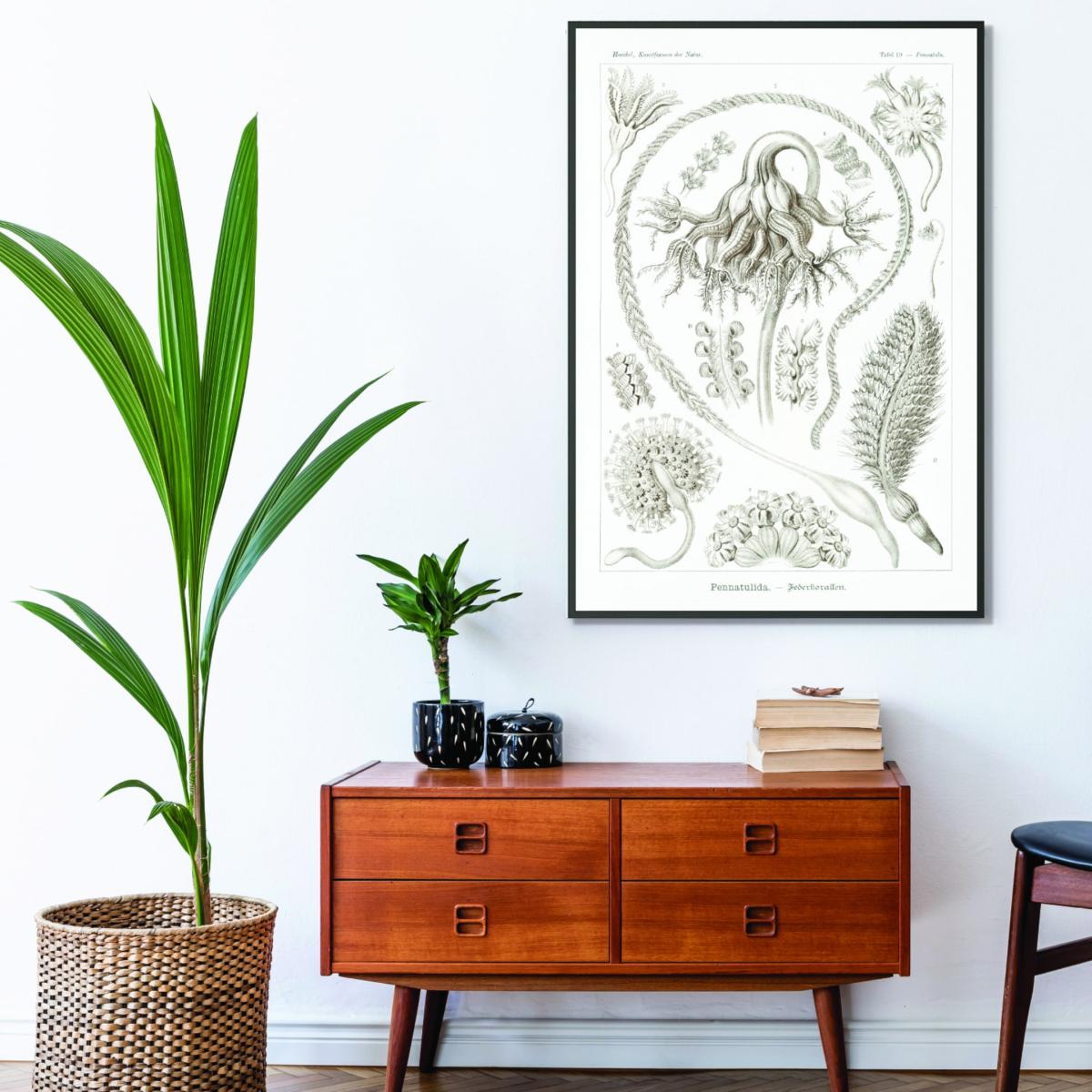 Neutrals Pennatulida-Federkorallen By Ernst Haeckel A3 297 X 420Mm Stanley Print House – image 3