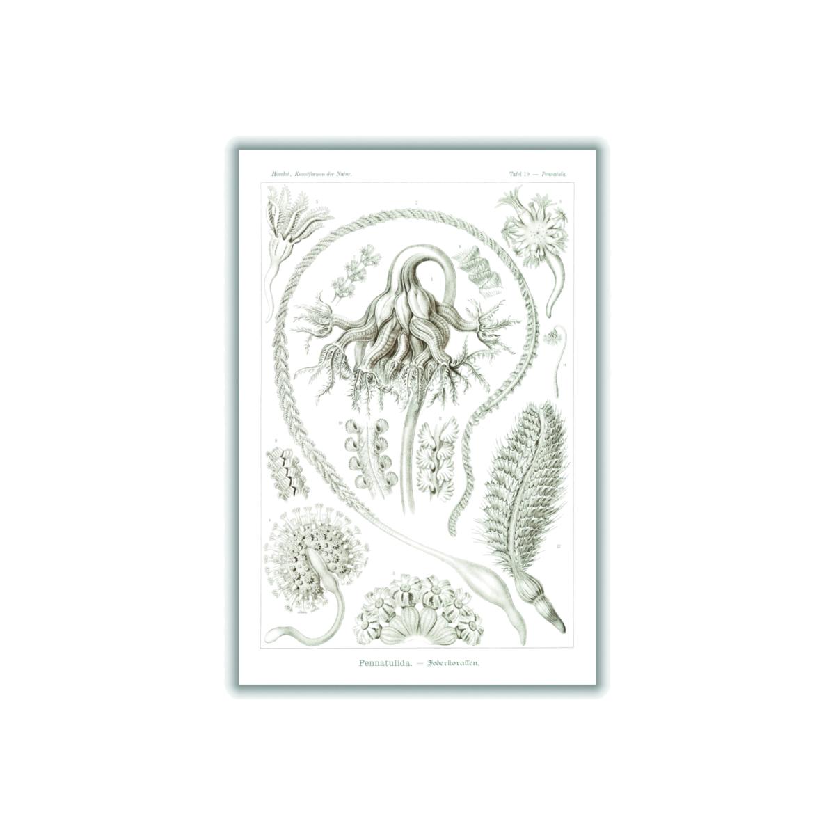 Neutrals Pennatulida-Federkorallen By Ernst Haeckel A3 297 X 420Mm Stanley Print House – image 1
