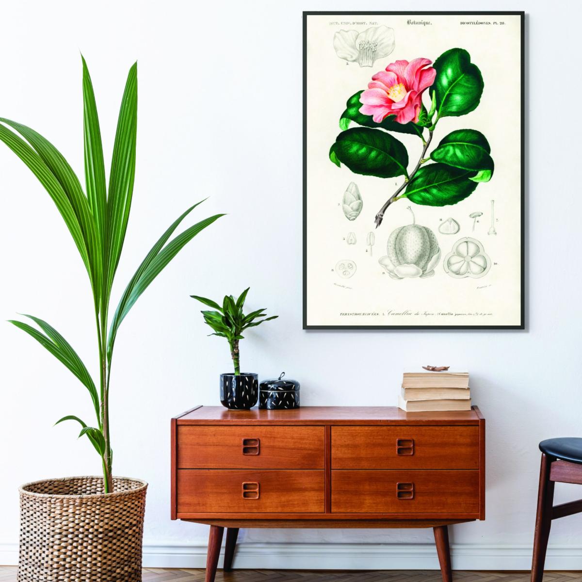 Camellia Japonica Print A3 297 X 420Mm Stanley Print House – image 3