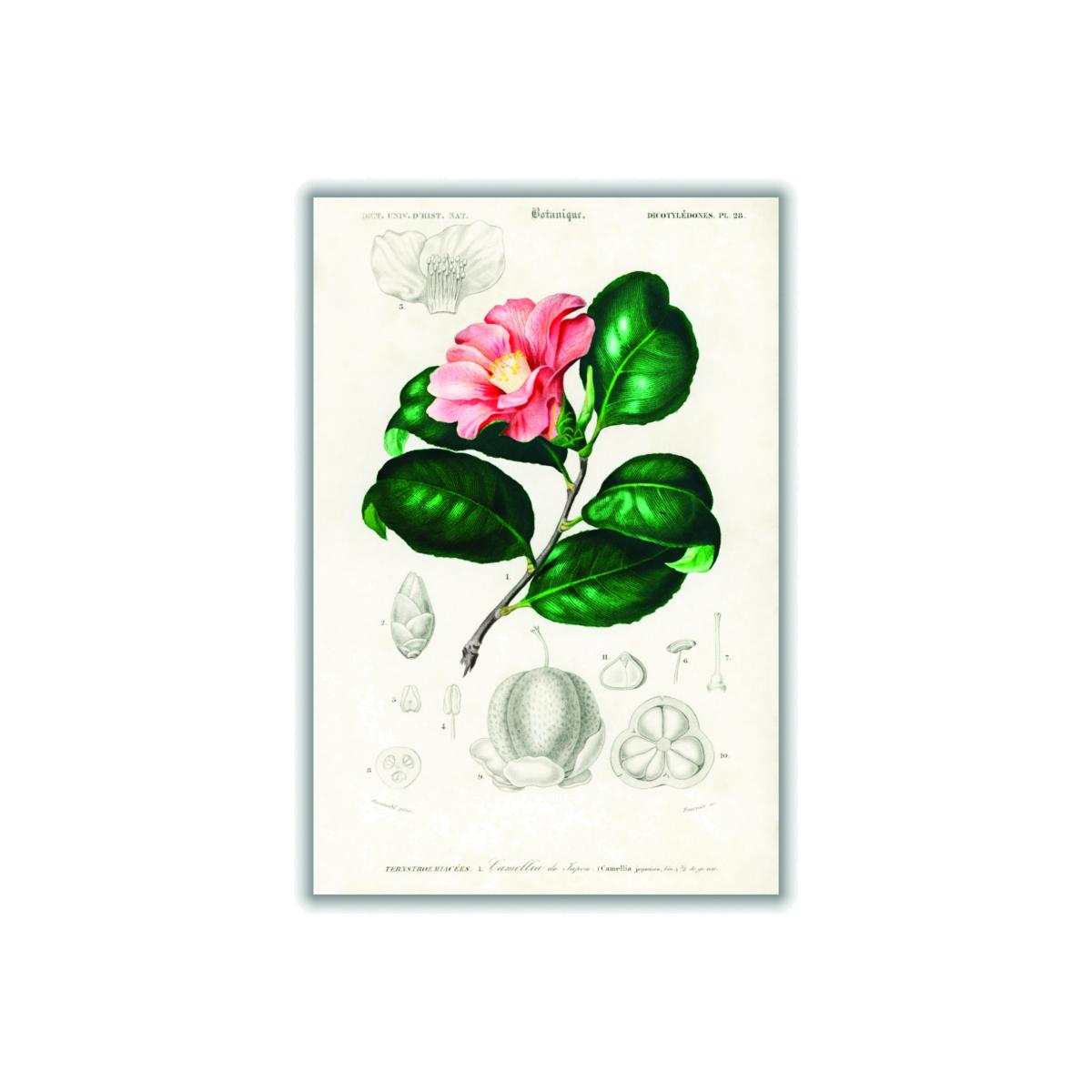 Camellia Japonica Print A3 297 X 420Mm Stanley Print House – image 1