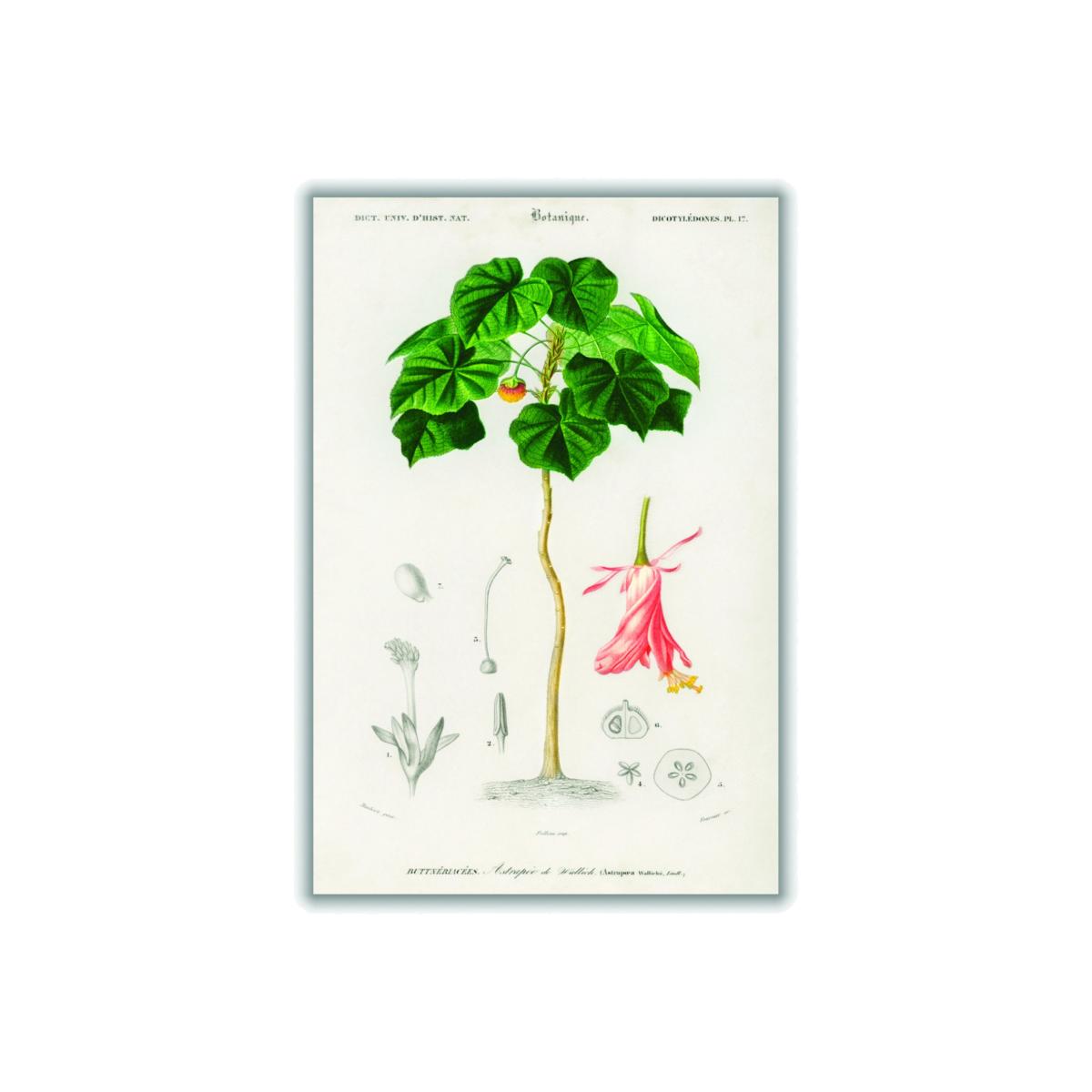 Green Astrapoea Wallichii Large Stanley Print House – image 1