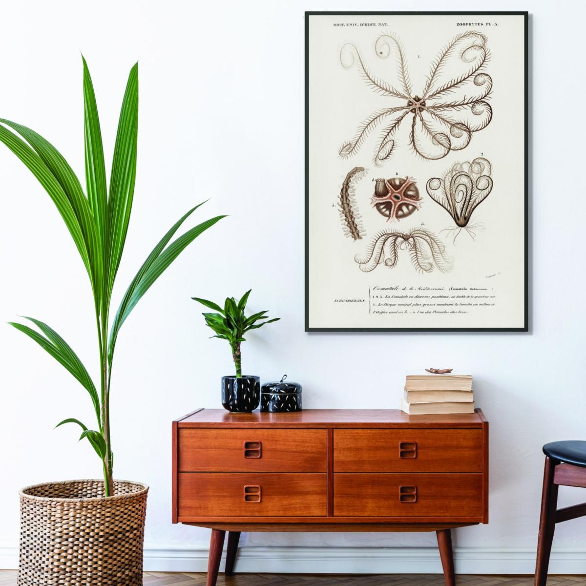 Neutrals Comatula Mediterranea Medium Stanley Print House – image 3